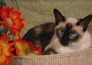 Tonkinese