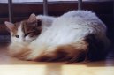 Turkish Van \(Cat\)