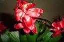 Schlumbergera