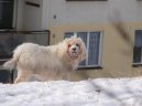 Otterhound
