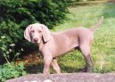 Weimaraner, Weimaraner Vorsterhund