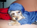 Jorkšírský terier, Yorkshire Terrier,