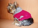 Jorkšírský terier, Yorkshire Terrier,