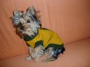 Jorkšírský terier, Yorkshire Terrier,