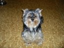 Jorkšírský terier, Yorkshire Terrier,