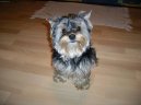 Jorkšírský terier, Yorkshire Terrier,