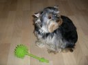 Jorkšírský terier, Yorkshire Terrier,