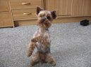 Jorkšírský terier, Yorkshire Terrier,