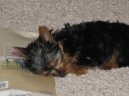 Jorkšírský terier, Yorkshire Terrier,
