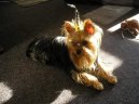 Jorkšírský terier, Yorkshire Terrier,