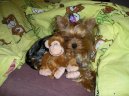 Jorkšírský terier, Yorkshire Terrier,