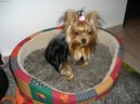 Jorkšírský terier, Yorkshire Terrier,