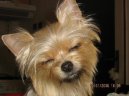 Jorkšírský terier, Yorkshire Terrier,