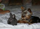 Jorkšírský terier, Yorkshire Terrier,