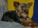 Jorkšírský terier, Yorkshire Terrier,