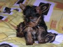 Jorkšírský terier, Yorkshire Terrier,