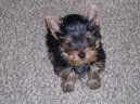 Jorkšírský terier, Yorkshire Terrier,