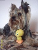 Jorkšírský terier, Yorkshire Terrier,
