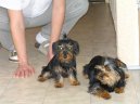 Jorkšírský terier, Yorkshire Terrier,