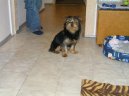 Jorkšírský terier, Yorkshire Terrier,