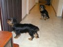 Jorkšírský terier, Yorkshire Terrier,