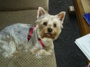 Jorkšírský terier, Yorkshire Terrier,