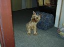 Jorkšírský terier, Yorkshire Terrier,