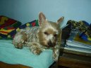 Jorkšírský terier, Yorkshire Terrier,