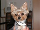 Jorkšírský terier, Yorkshire Terrier,