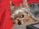 Jorkšírský terier, Yorkshire Terrier,