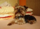 Jorkšírský terier, Yorkshire Terrier,