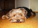 Jorkšírský terier, Yorkshire Terrier,