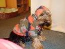 Jorkšírský terier, Yorkshire Terrier,