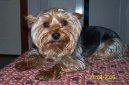 Jorkšírský terier, Yorkshire Terrier,