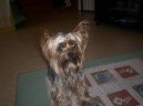 Jorkšírský terier, Yorkshire Terrier,