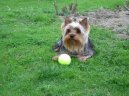 Jorkšírský terier, Yorkshire Terrier,