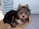 Jorkšírský terier, Yorkshire Terrier,