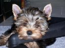Jorkšírský terier, Yorkshire Terrier,