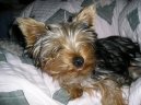 Jorkšírský terier, Yorkshire Terrier,