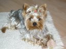 Jorkšírský terier, Yorkshire Terrier,
