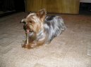 Jorkšírský terier, Yorkshire Terrier,
