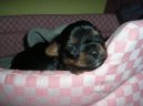 Jorkšírský terier, Yorkshire Terrier,