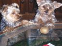 Jorkšírský terier, Yorkshire Terrier,