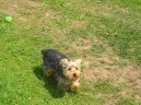 Jorkšírský terier, Yorkshire Terrier,