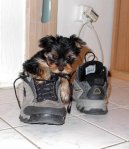 Jorkšírský terier, Yorkshire Terrier,