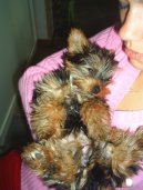 Jorkšírský terier, Yorkshire Terrier,