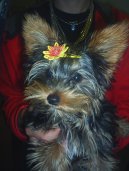 Jorkšírský terier, Yorkshire Terrier,