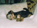 Jorkšírský terier, Yorkshire Terrier,