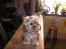 Jorkšírský terier, Yorkshire Terrier,