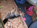 Jorkšírský terier, Yorkshire Terrier,